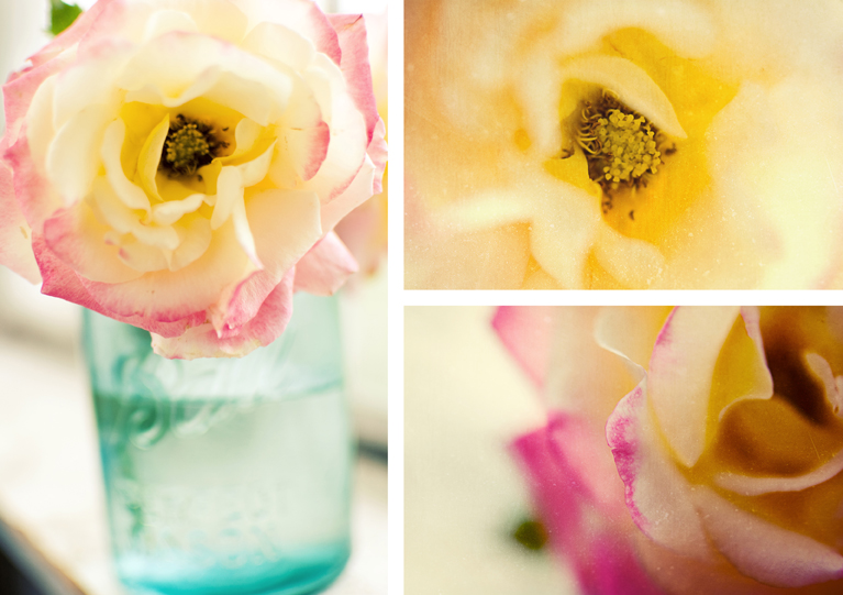 rose-triptych-petals-pollen